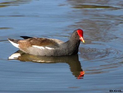 POLLA DE AGUA (Gallinula galeata) - Lago del Parque Rivera-MONTEVIDEO (Julio 2009)